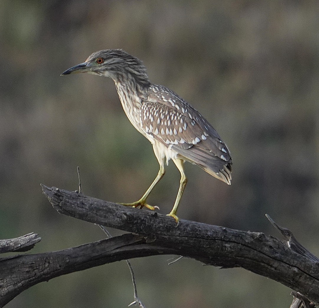 Black-crowned Night Heron - ML643155748