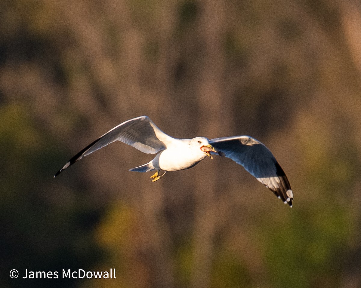 Ring-billed Gull - ML643155749
