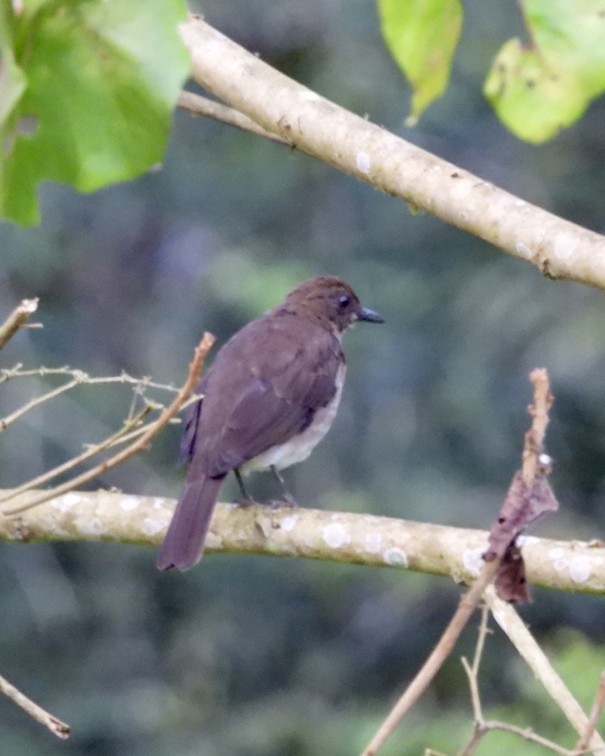Black-billed Thrush - ML643155750