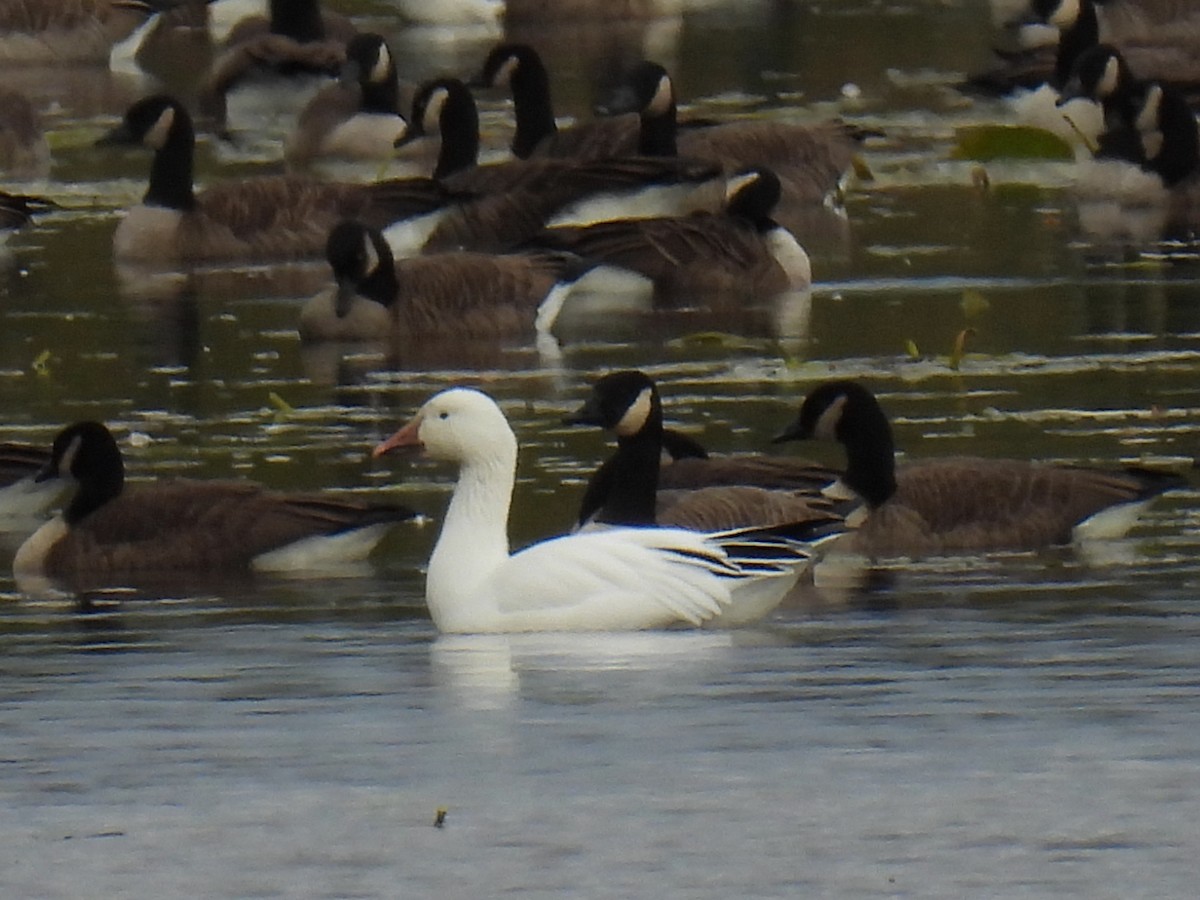 ハクガン - ML643155752