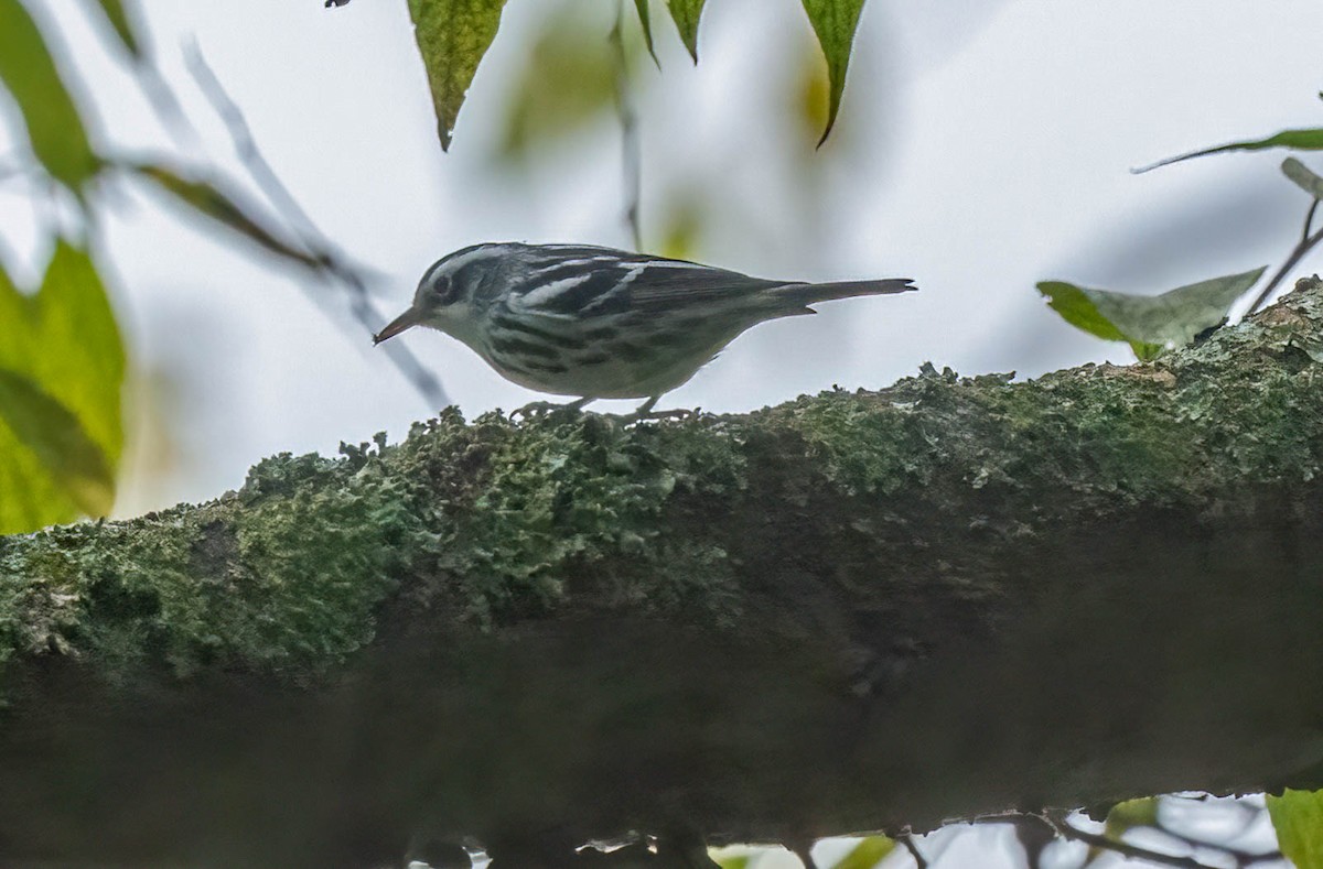 Black-and-white Warbler - ML643155753