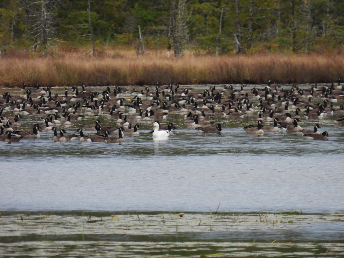 ハクガン - ML643155754