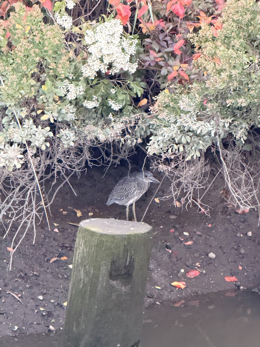 Yellow-crowned Night Heron - ML643155758