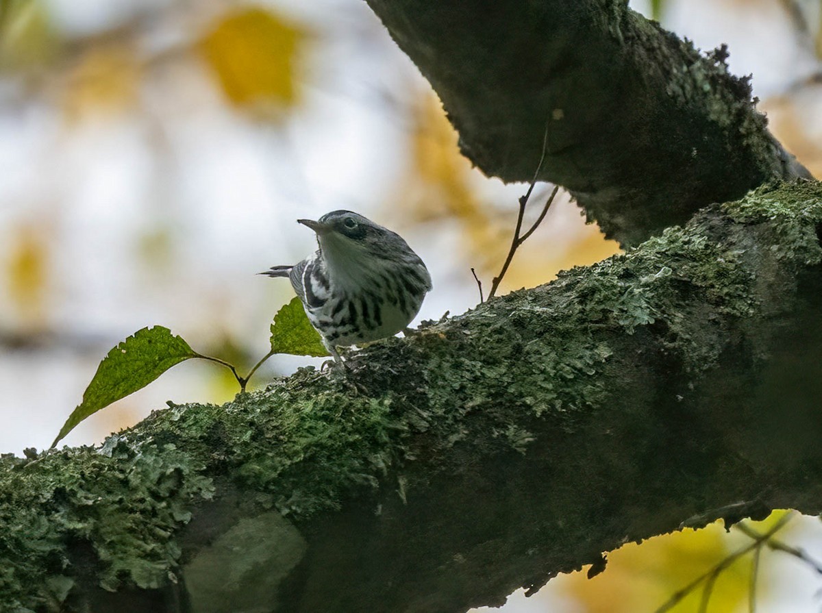 Black-and-white Warbler - ML643155766