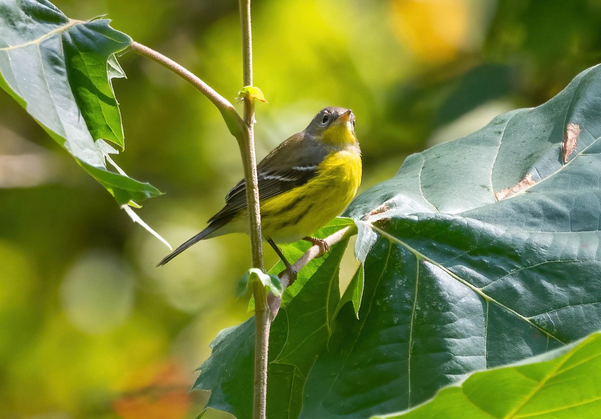 Magnolia Warbler - ML643155768