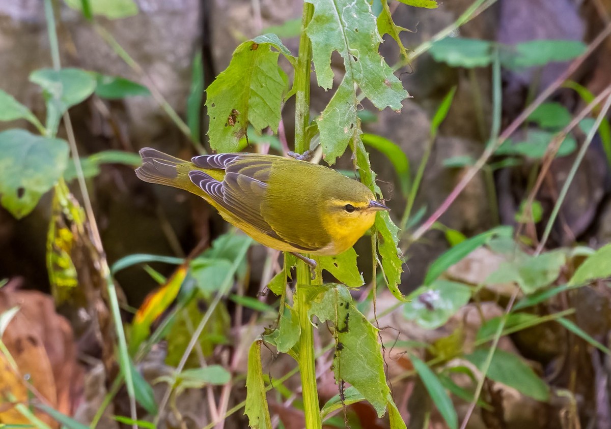 Tennessee Warbler - ML643155774