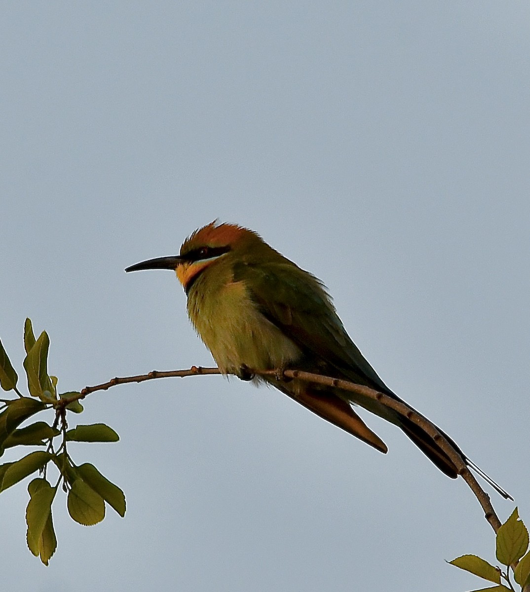 Rainbow Bee-eater - ML643155779
