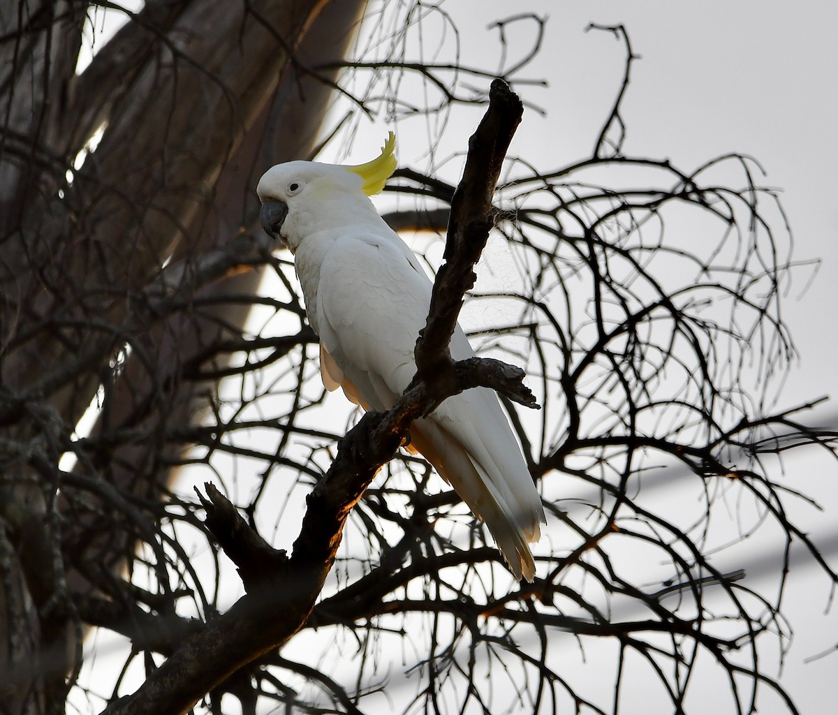 Sulphur-crested Cockatoo - ML643155780