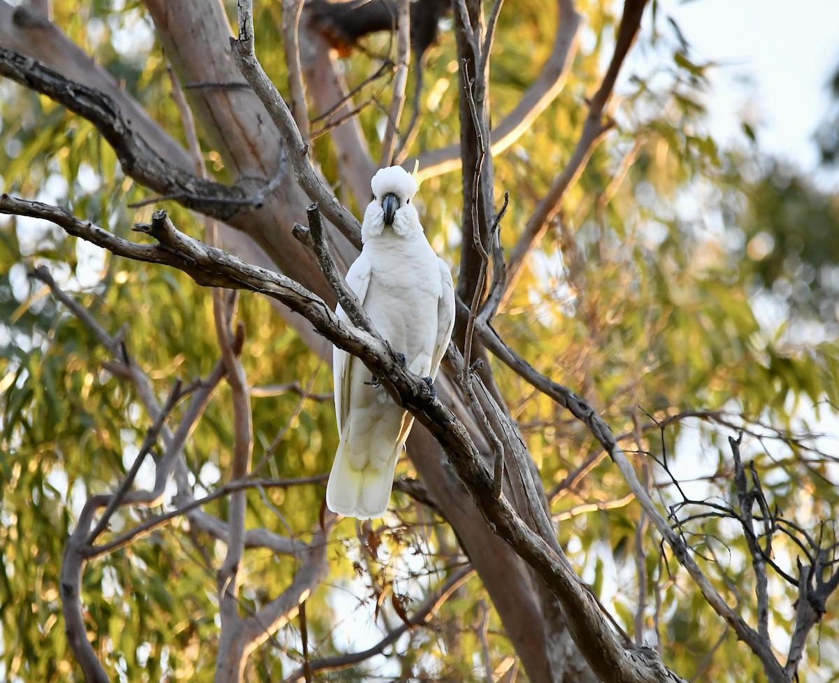 Sulphur-crested Cockatoo - ML643155781