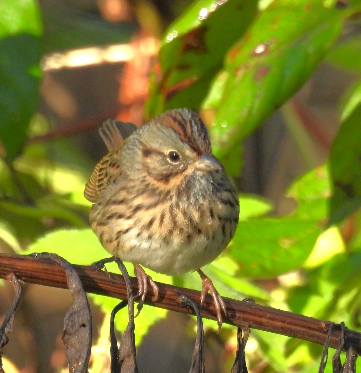 Lincoln's Sparrow - ML643155782