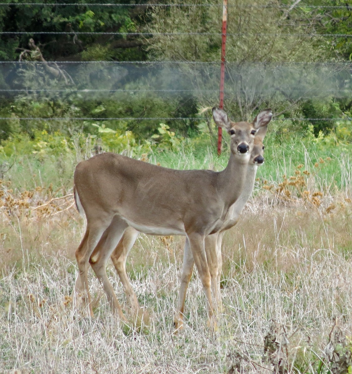 Mammals - ML643155783