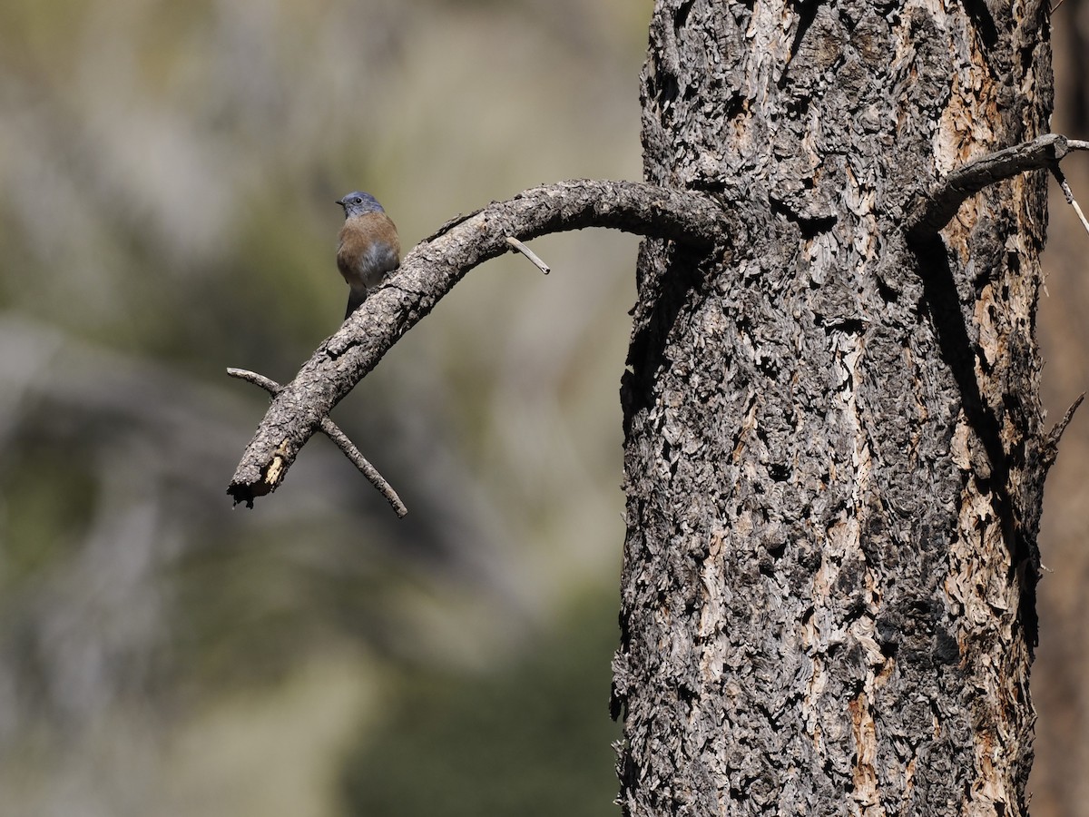 Western Bluebird - ML643155784