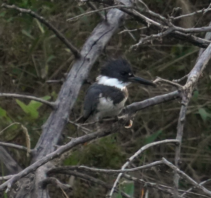 Belted Kingfisher - ML643155785