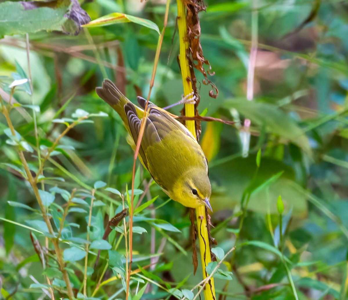 Tennessee Warbler - ML643155786