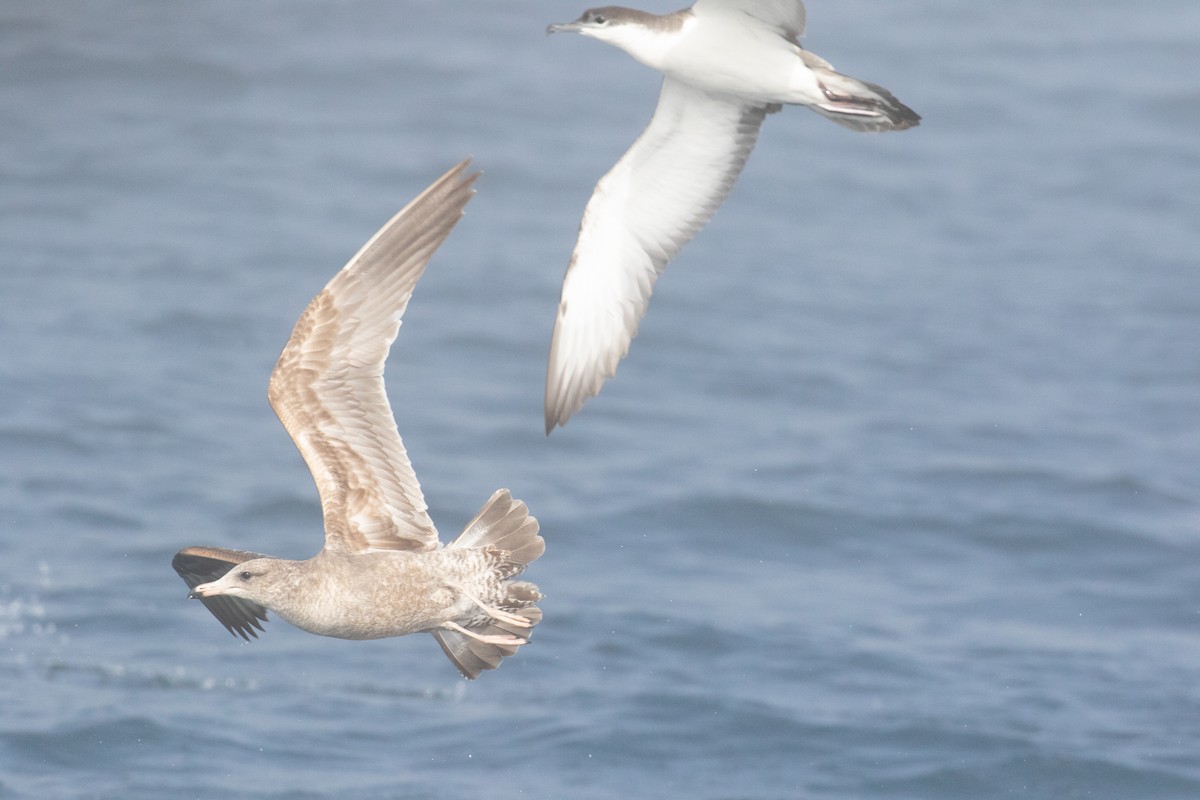Buller's Shearwater - ML643155787