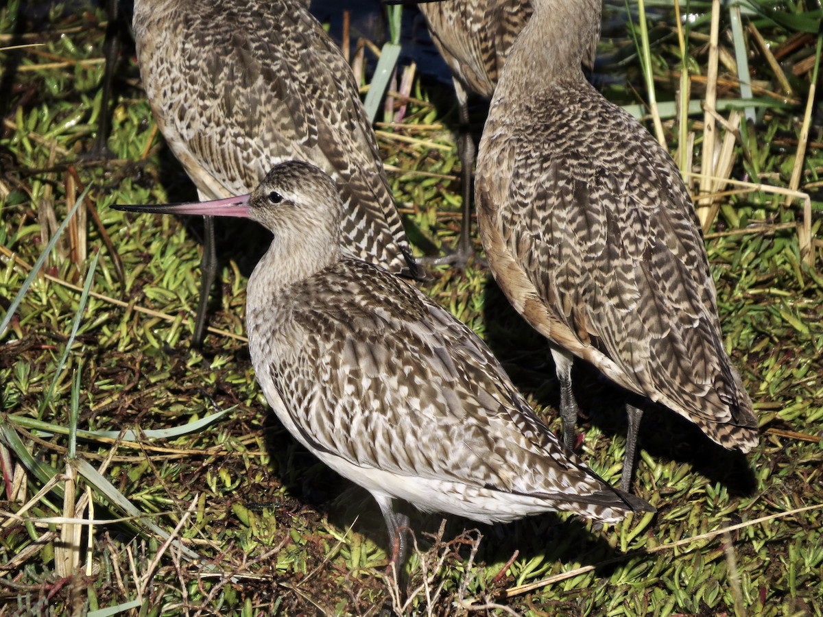 Hudsonian Godwit - ML643155789