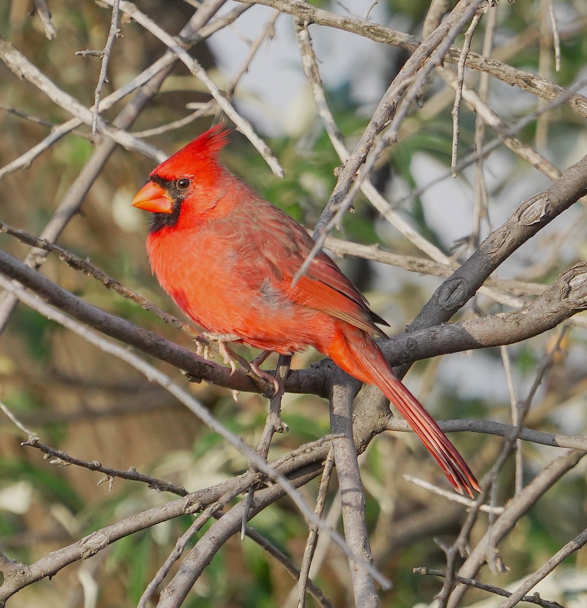 Northern Cardinal - ML643155791