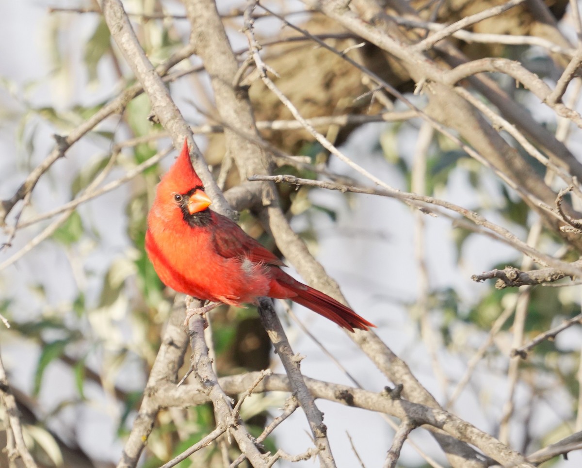 Northern Cardinal - ML643155792