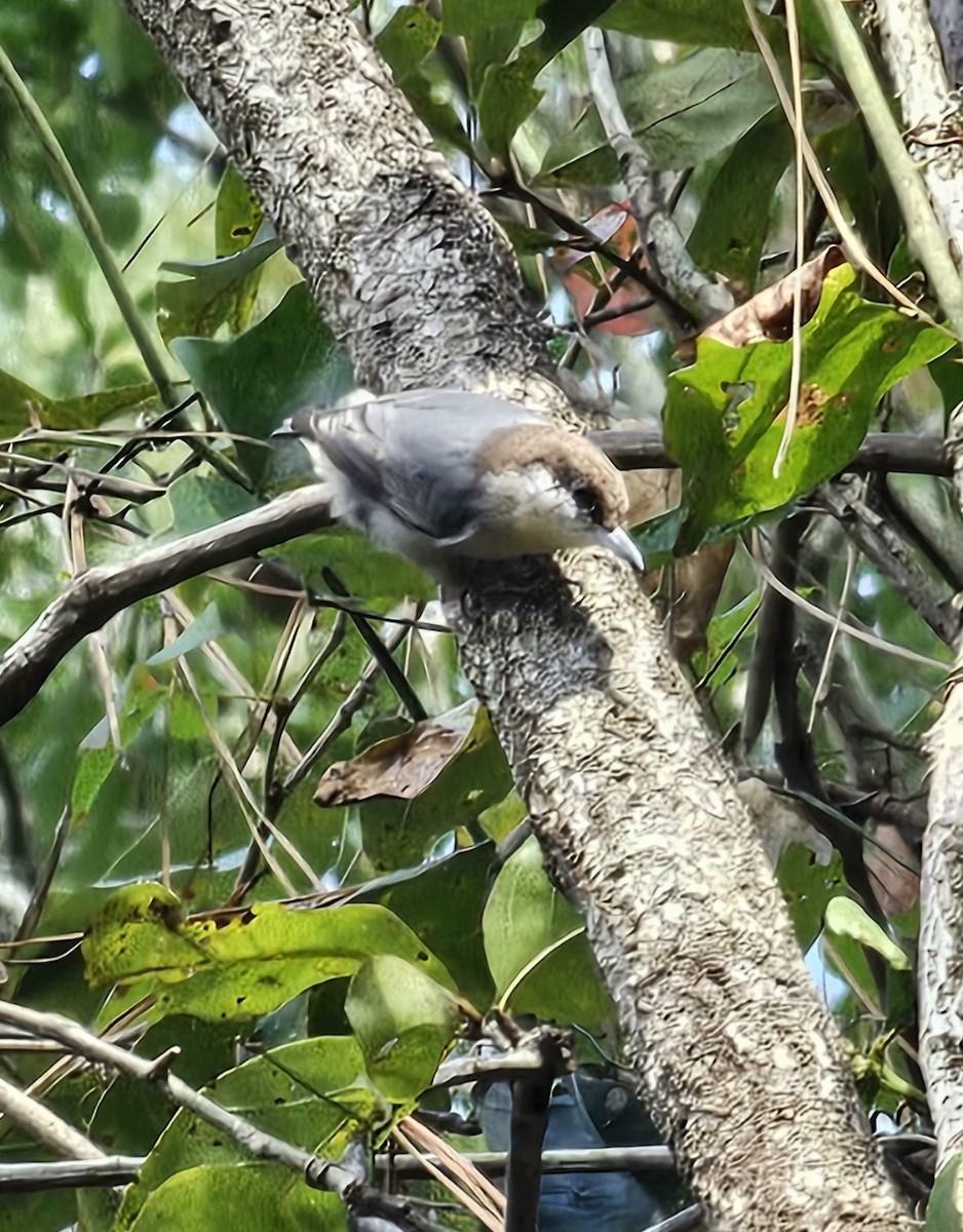 Brown-headed Nuthatch - ML643155793