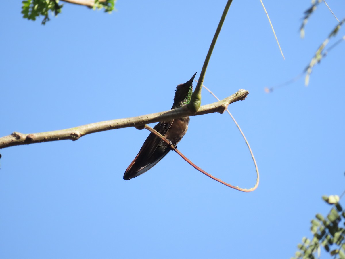 Ruby-topaz Hummingbird - ML643155798