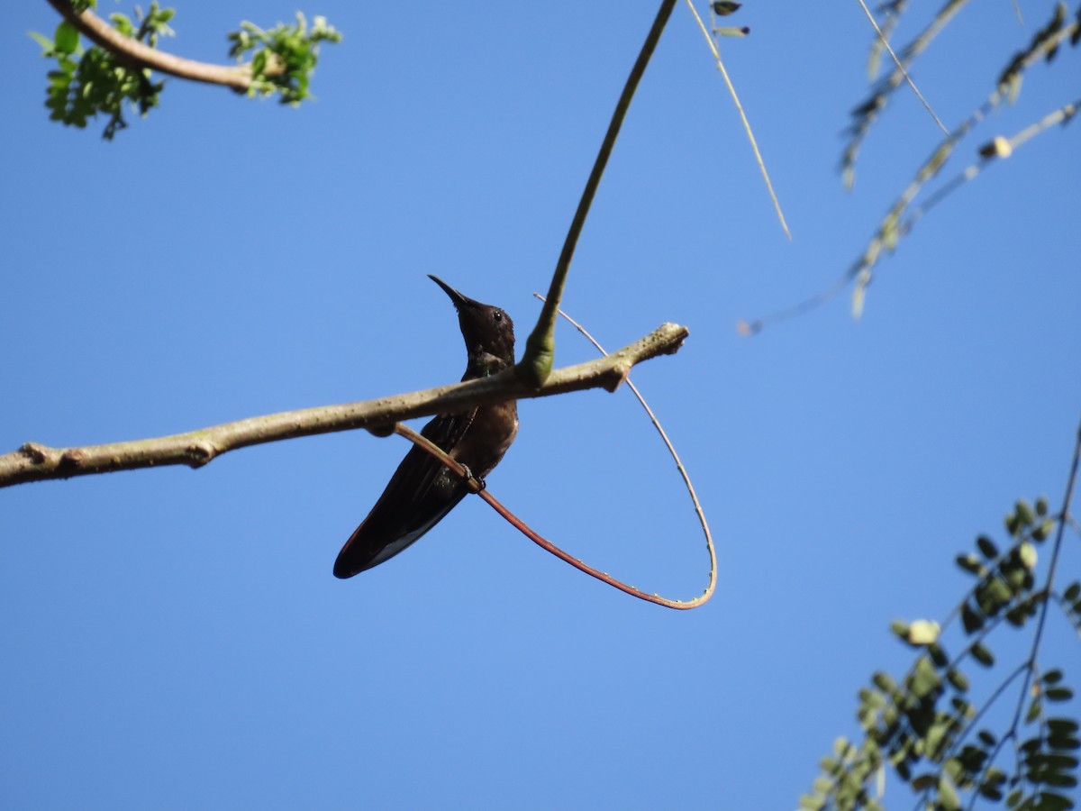 Ruby-topaz Hummingbird - ML643155799