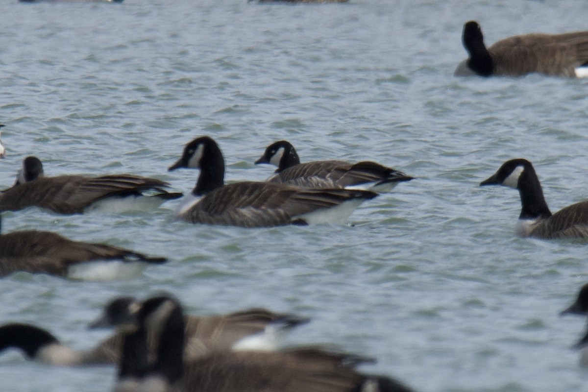 Cackling Goose - ML643155807