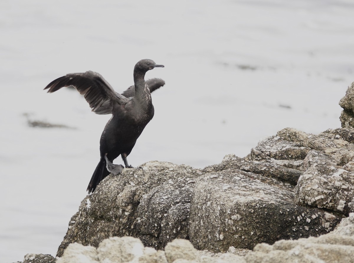 Pelagic Cormorant - ML643155808