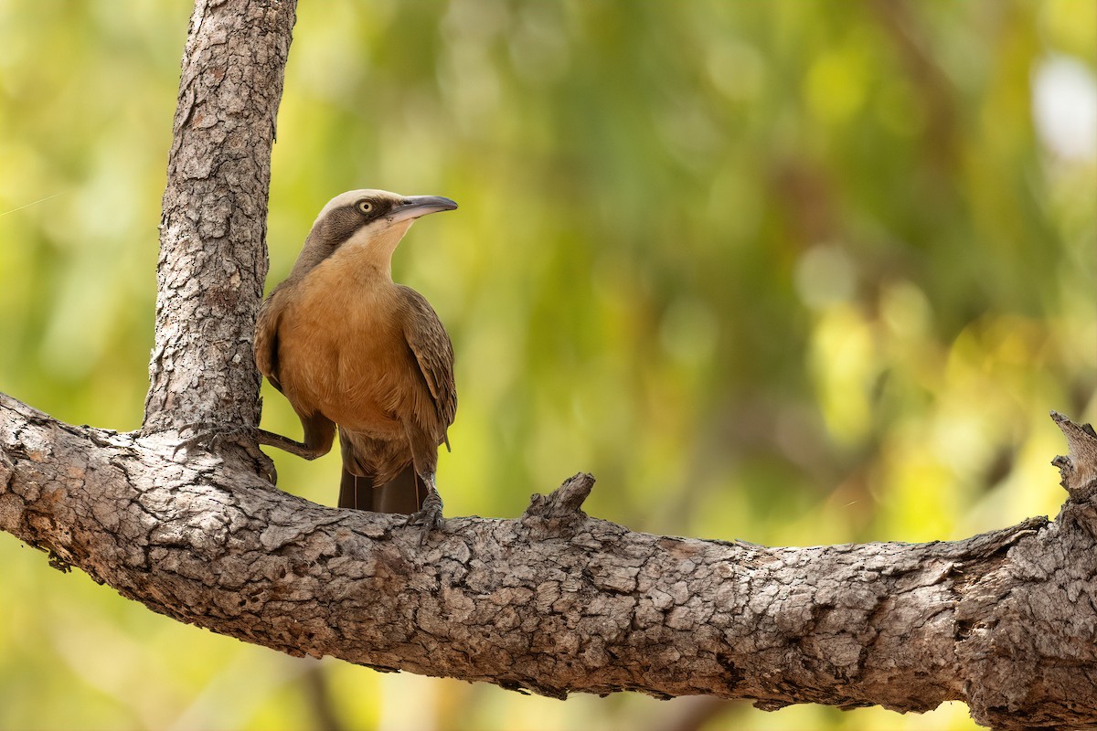 Gray-crowned Babbler - ML643155809
