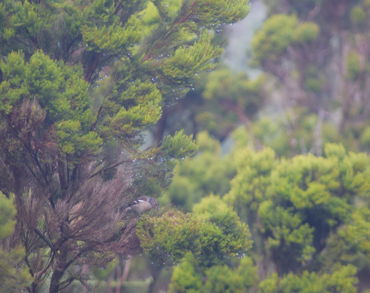 Azores Chaffinch - ML643155810