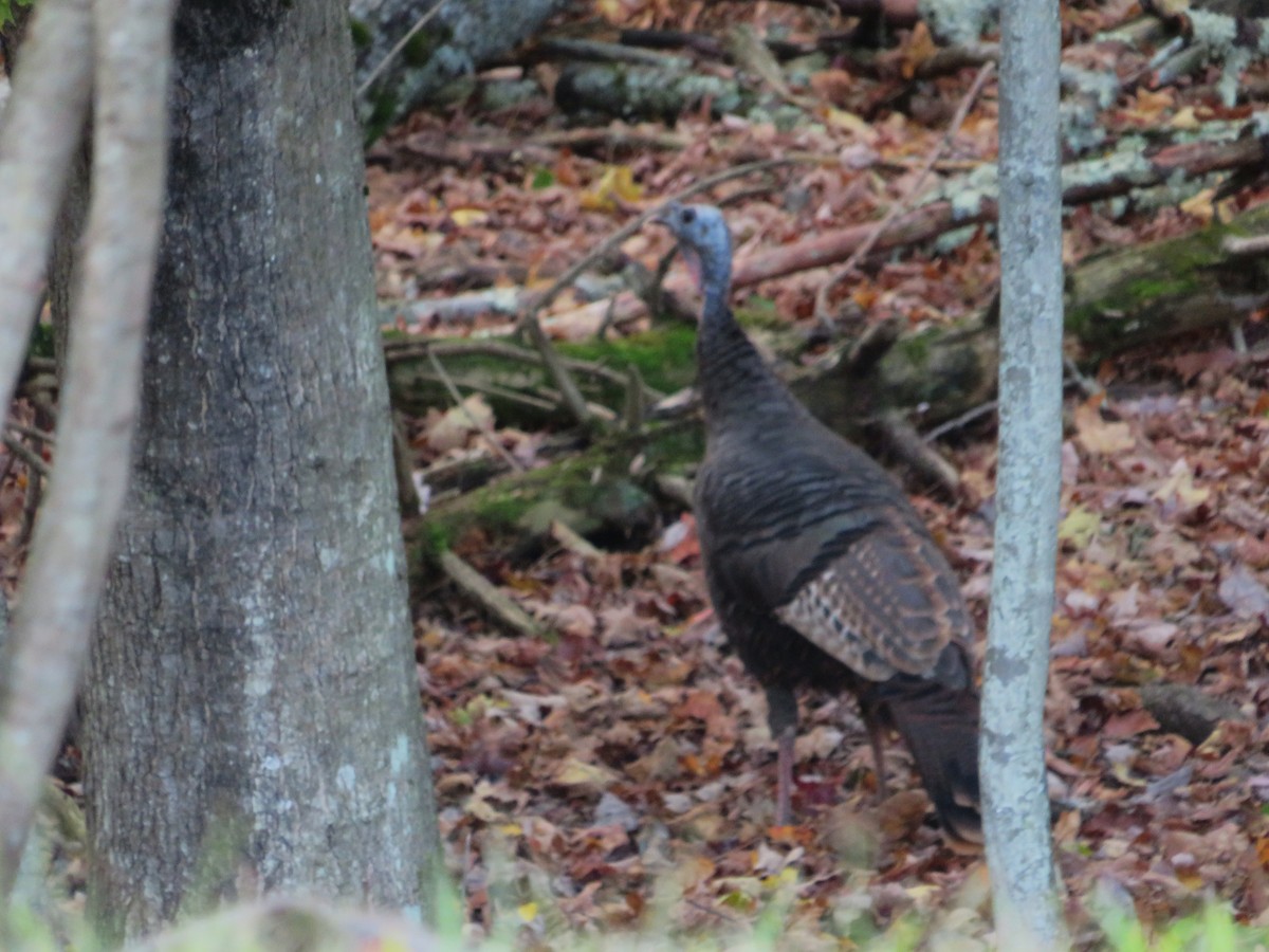 Wild Turkey - ML643155811