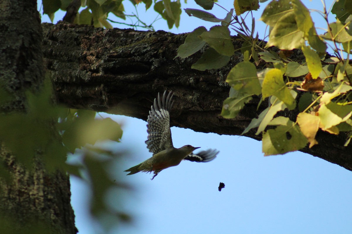Red-bellied Woodpecker - ML643155812