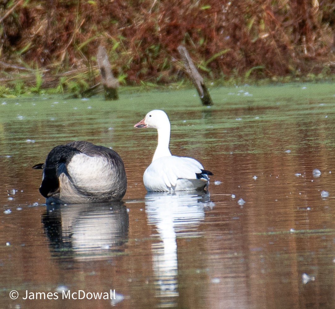 Snow Goose - ML643155813