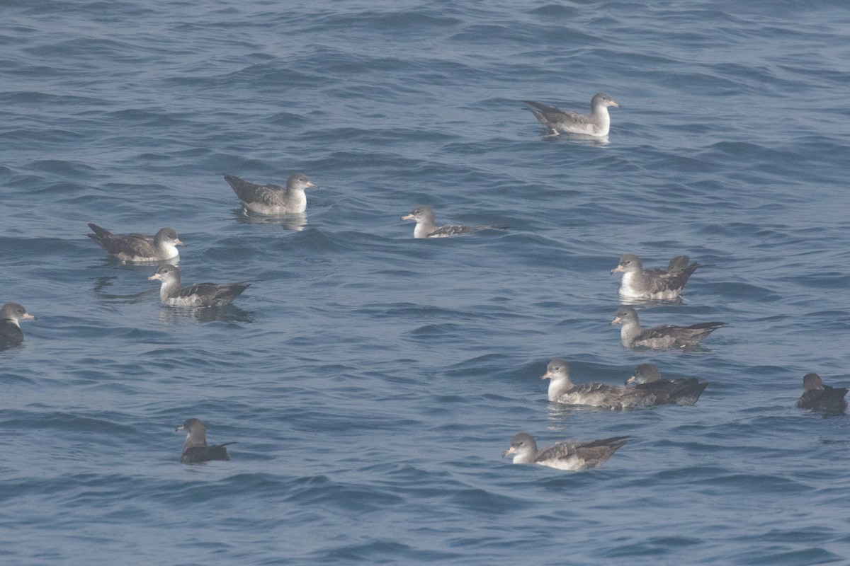 Pink-footed Shearwater - ML643155814