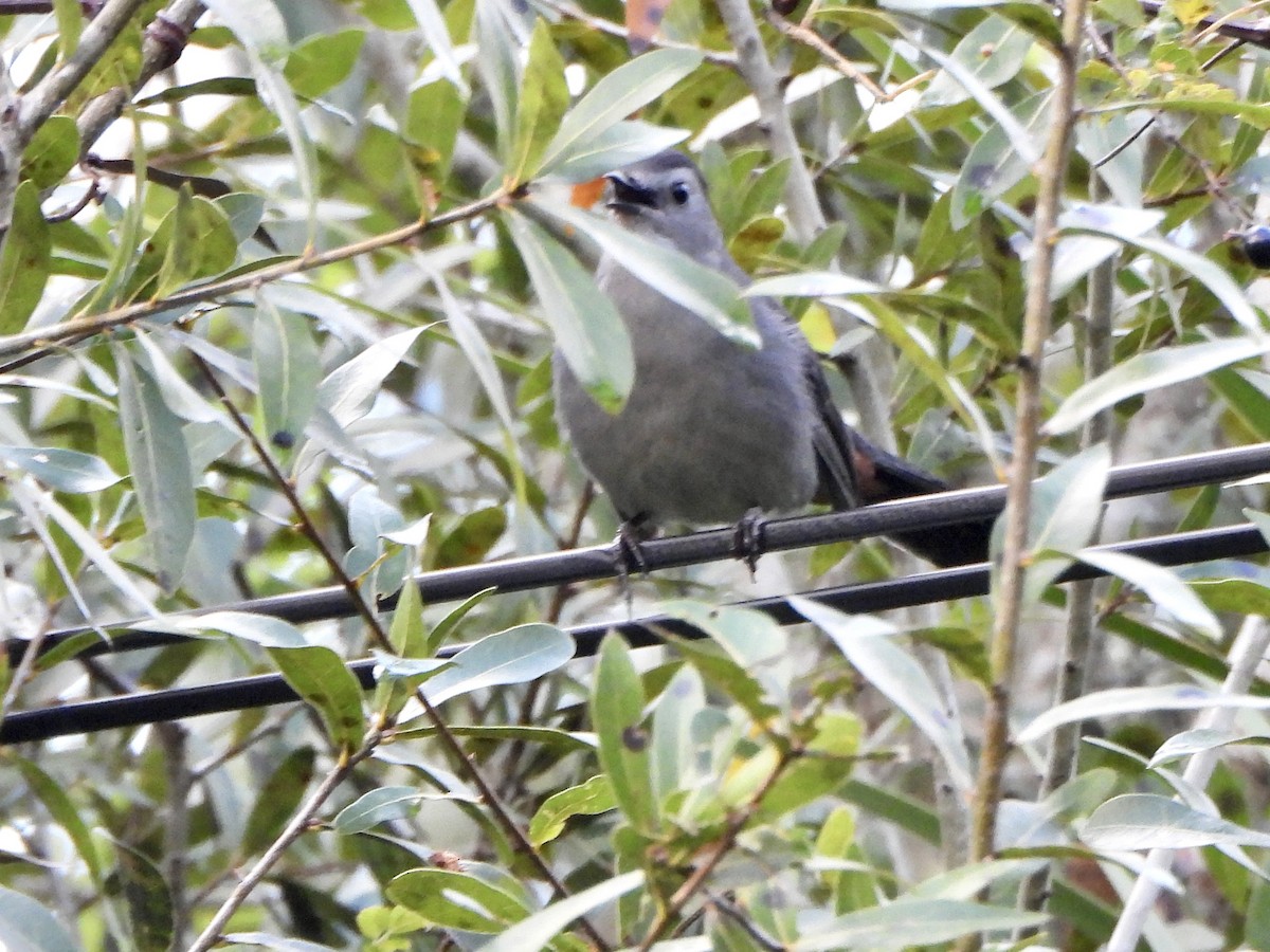 Gray Catbird - ML643155815