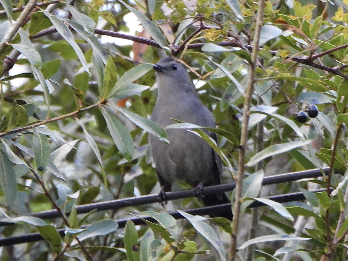 Gray Catbird - ML643155816