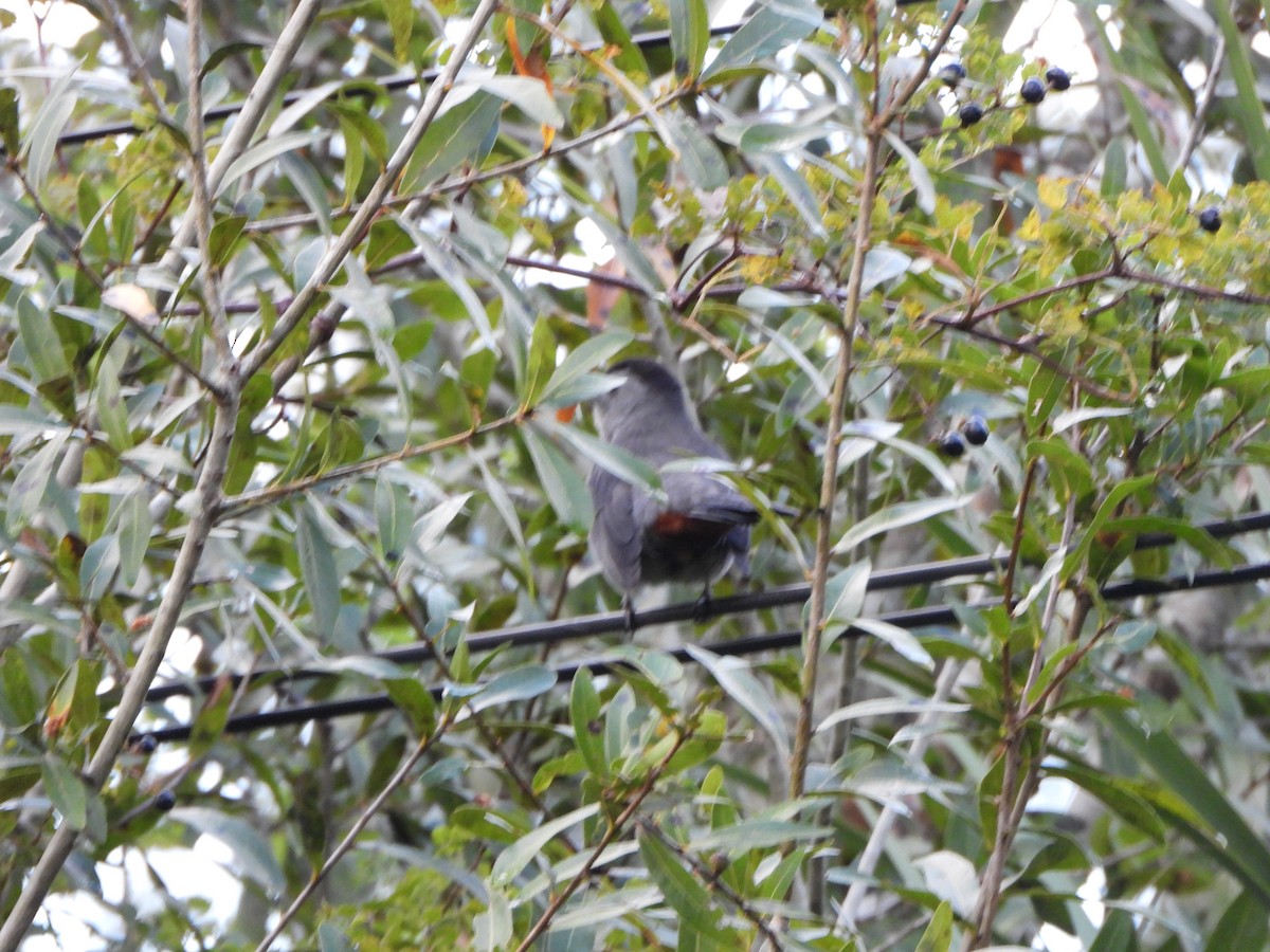 Gray Catbird - ML643155817