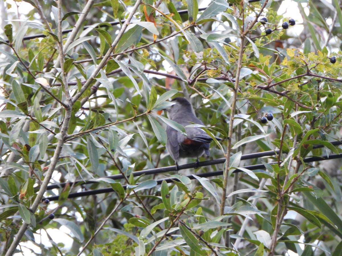 Gray Catbird - ML643155818
