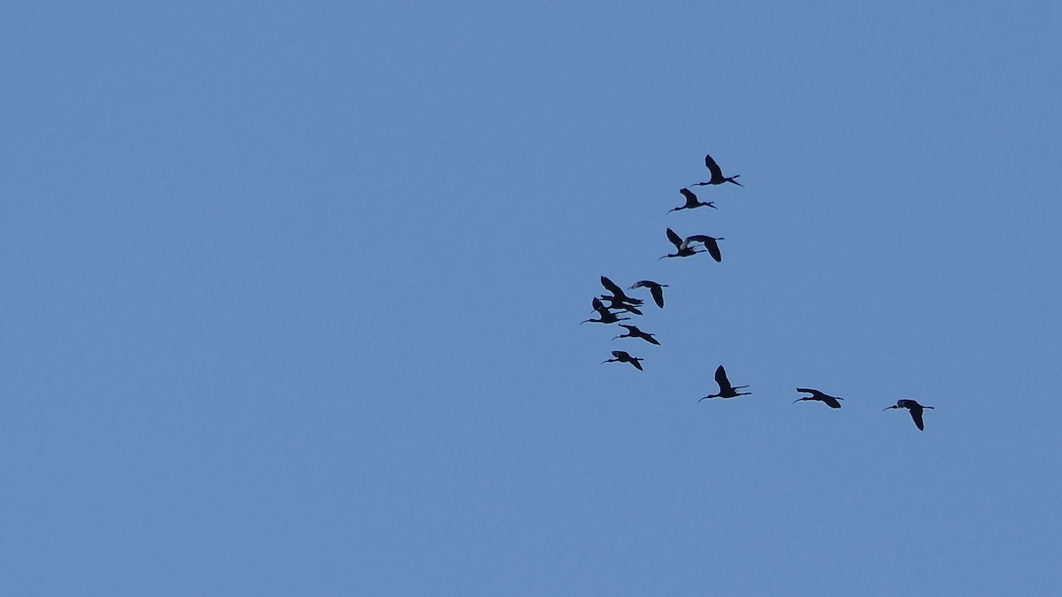 White-faced Ibis - ML643155820