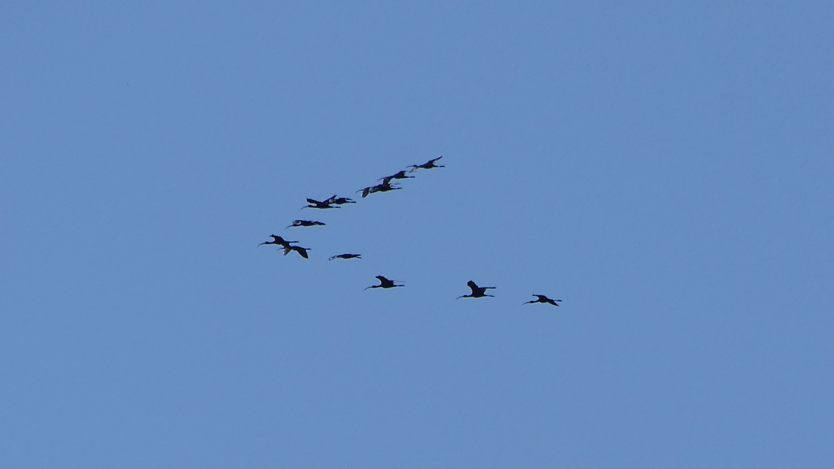 White-faced Ibis - ML643155821