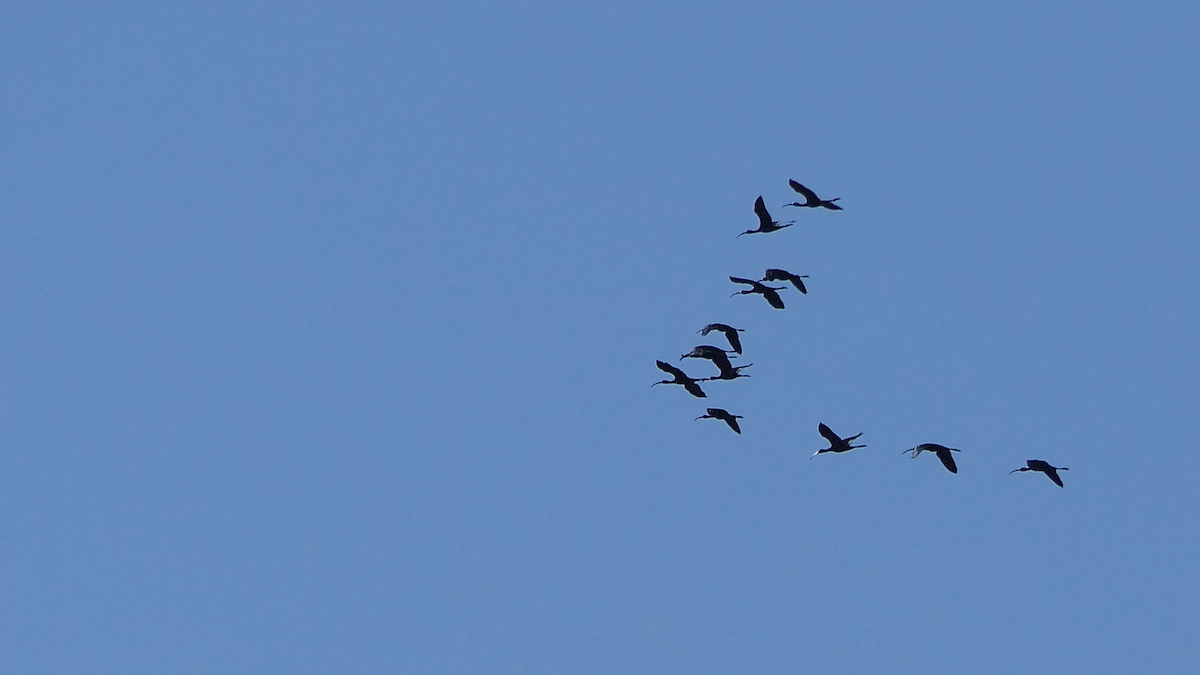 White-faced Ibis - ML643155822