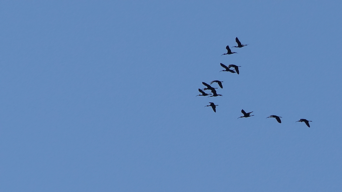 White-faced Ibis - ML643155823