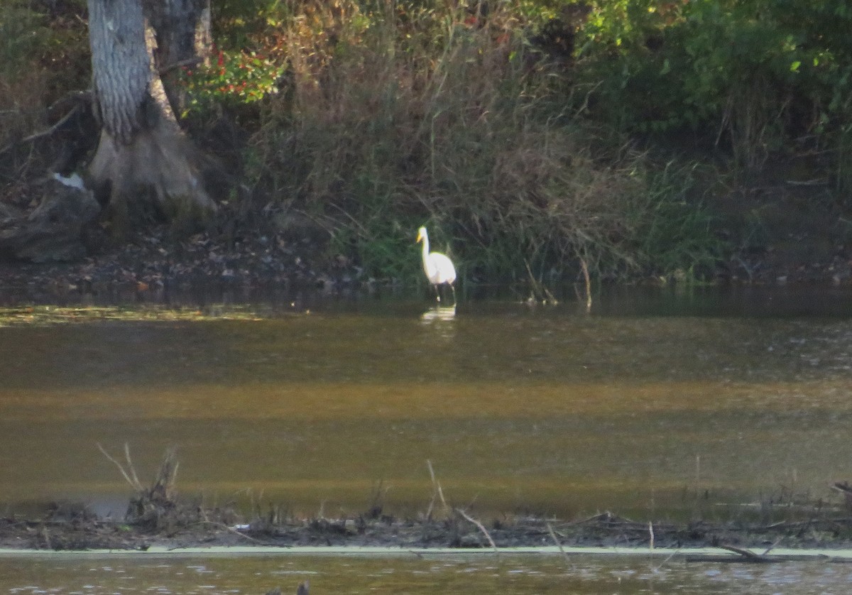 Great Egret - ML643155825