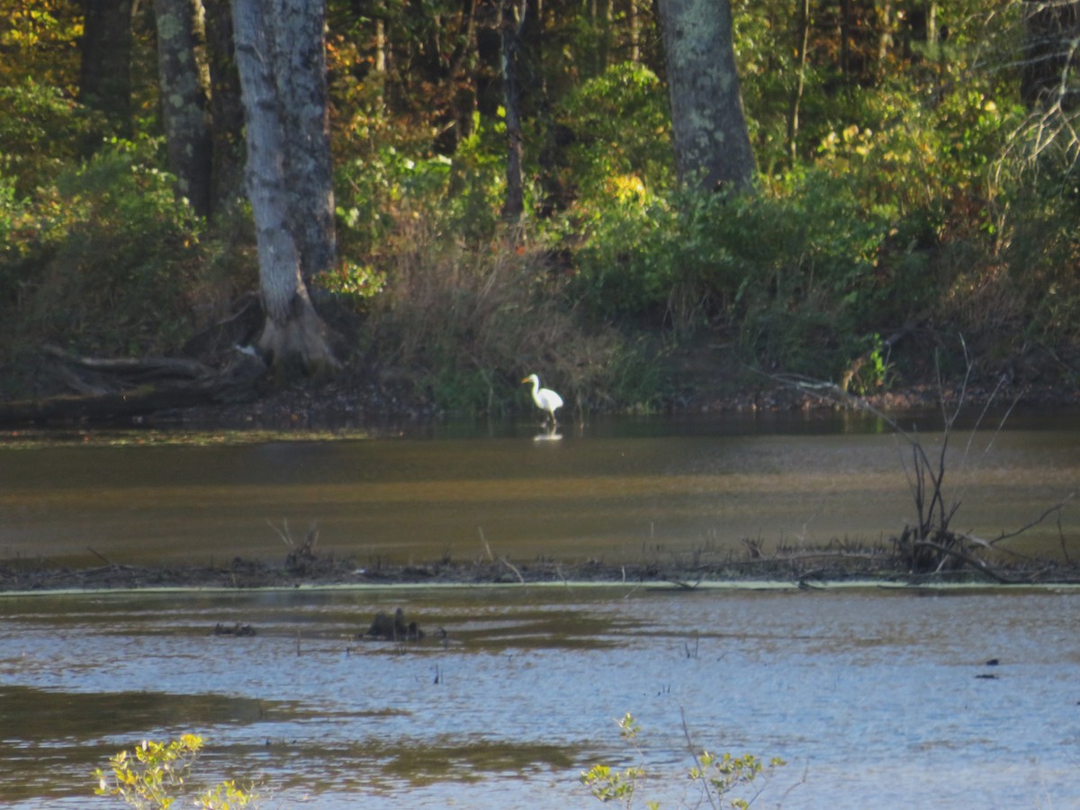 Great Egret - ML643155829