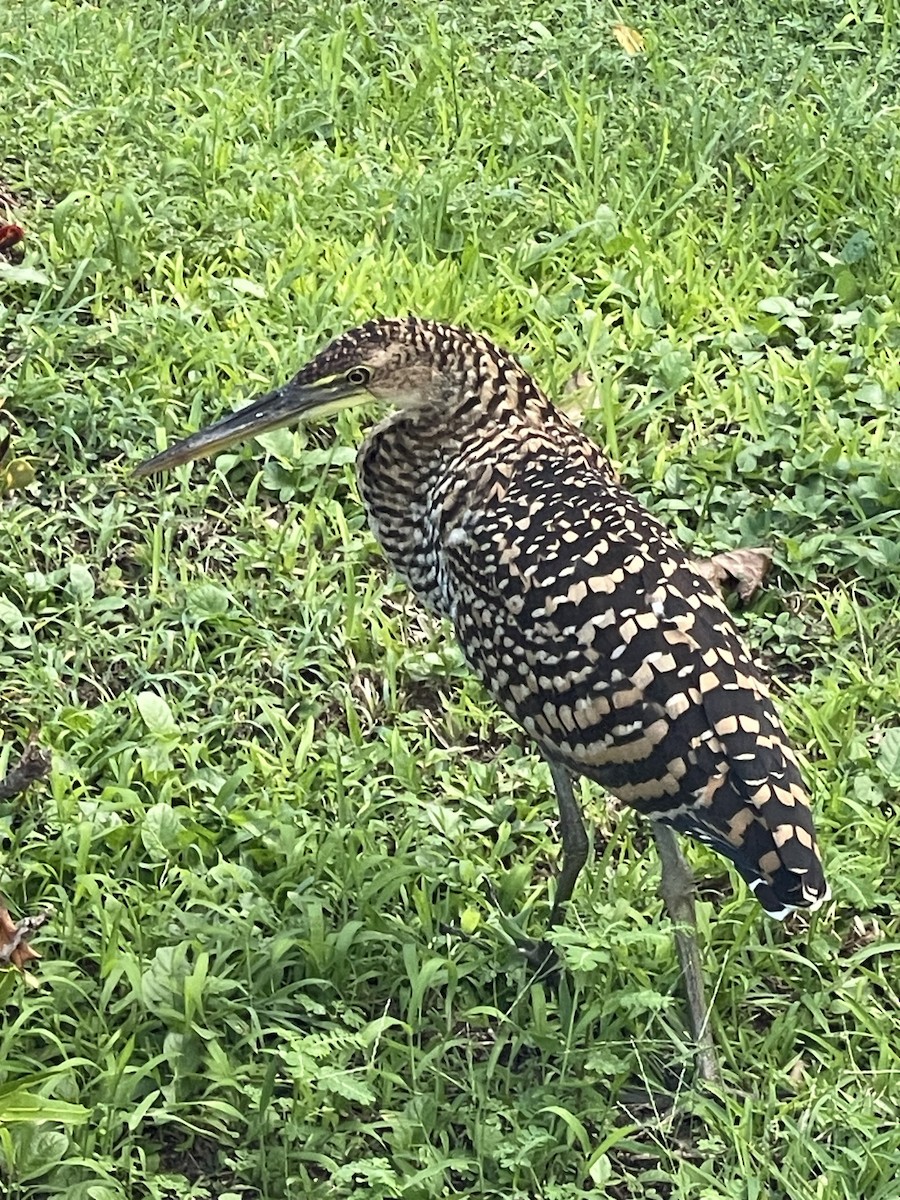 Bare-throated Tiger-Heron - ML643155831