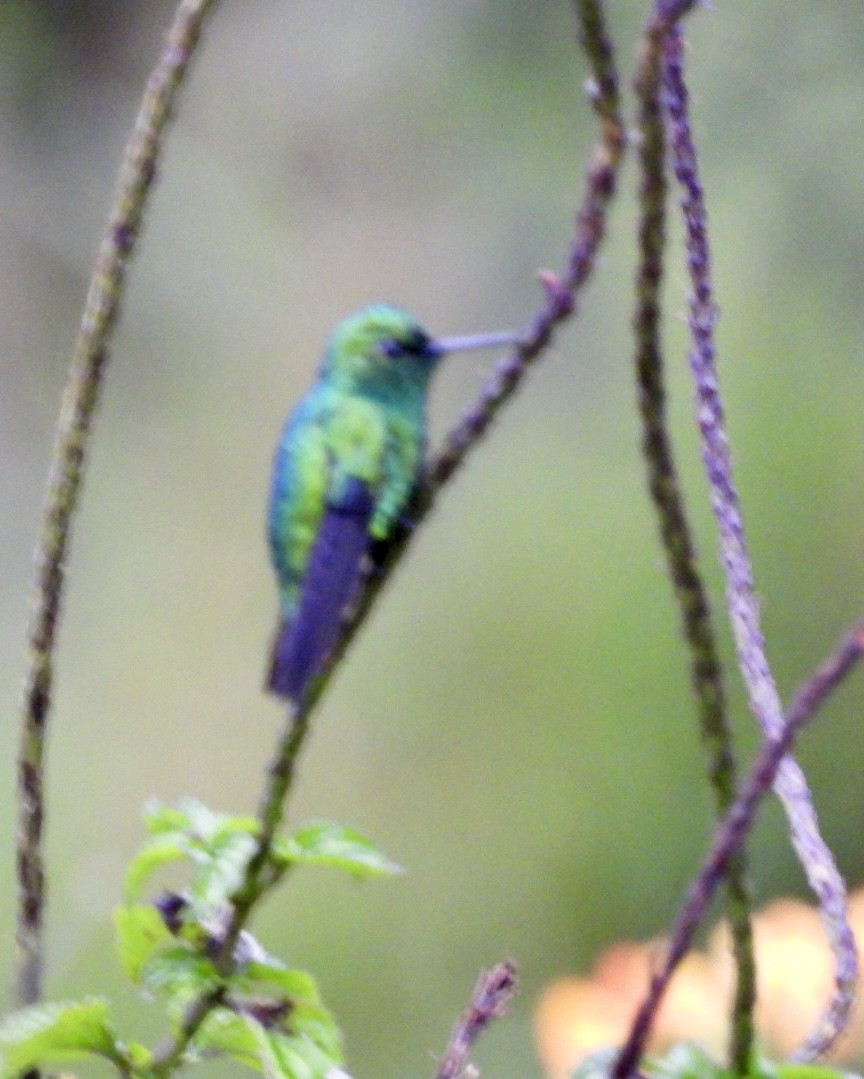 Western Emerald - ML643155832
