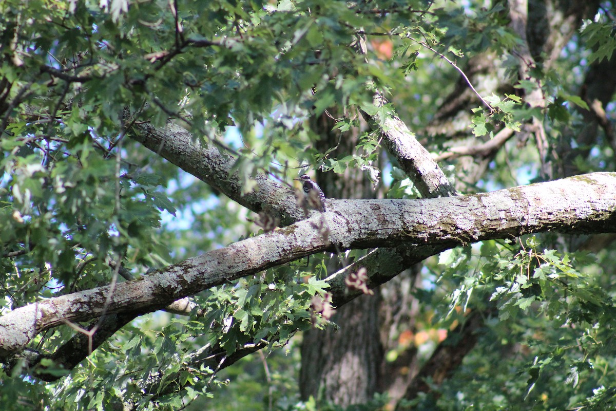 Hairy Woodpecker - ML643155833