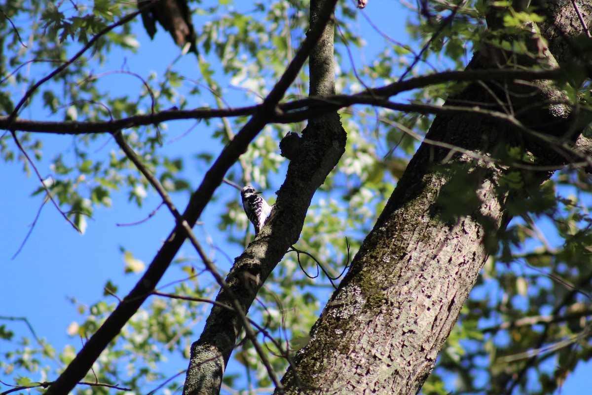 Hairy Woodpecker - ML643155834