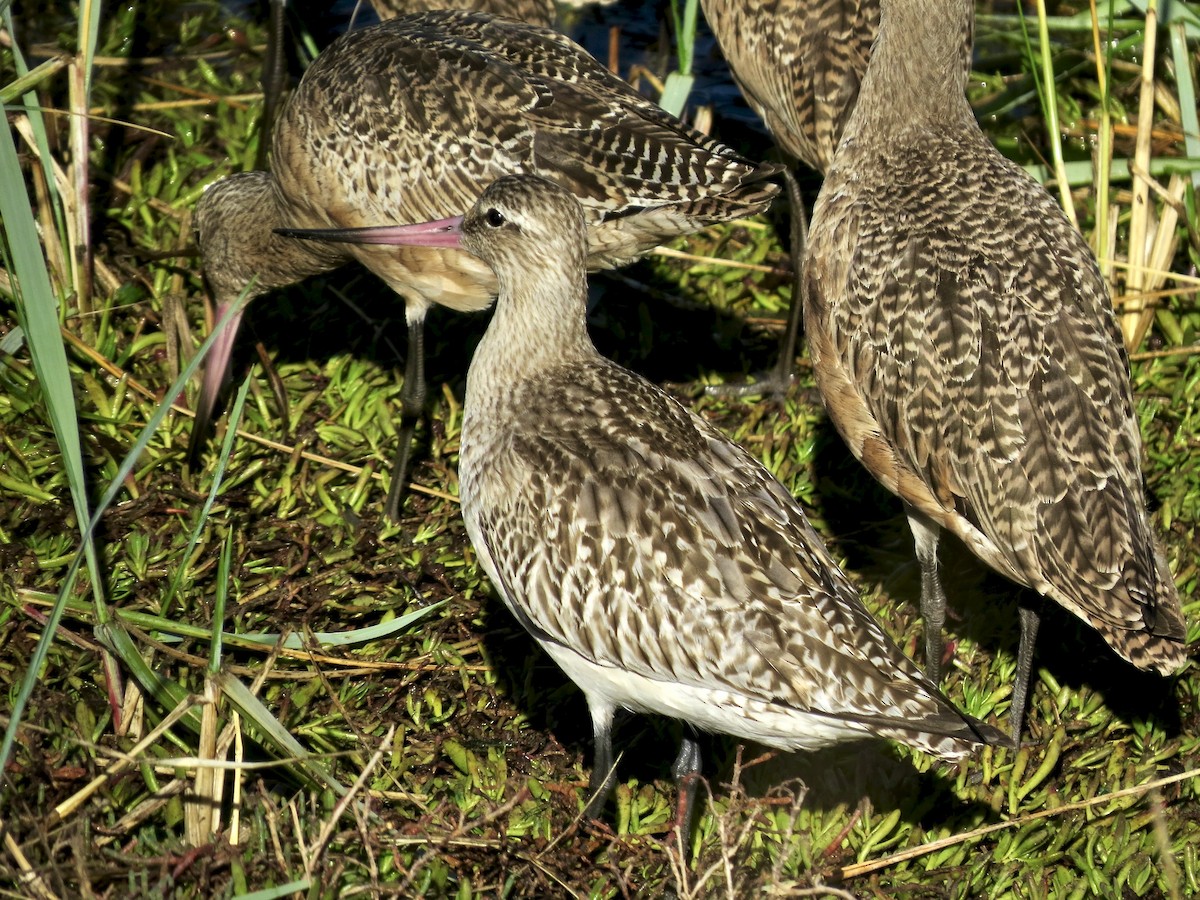 Hudsonian Godwit - ML643155835