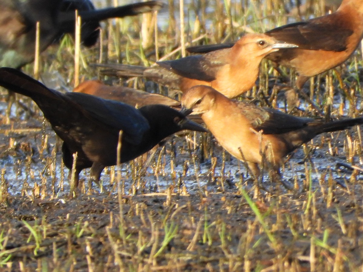 Boat-tailed Grackle - ML643155836