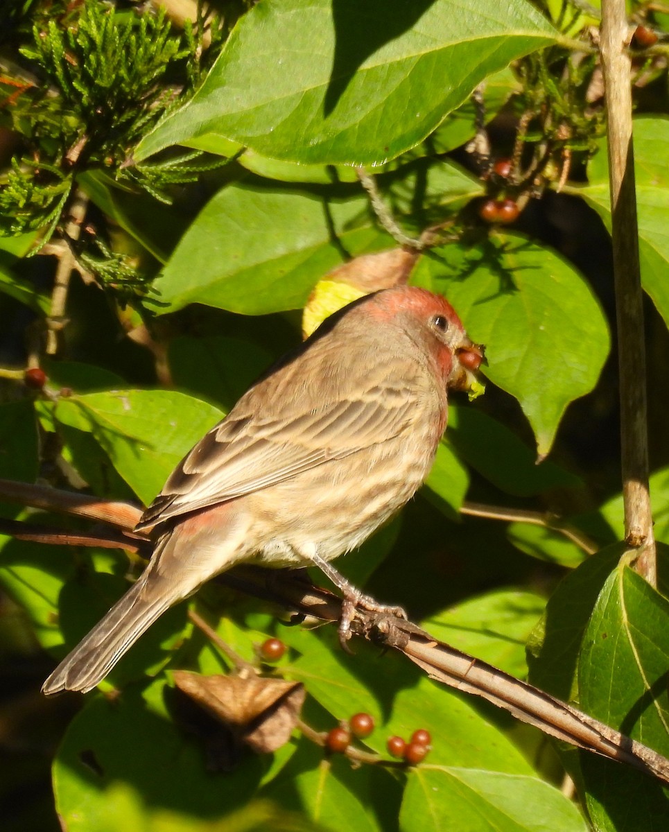 House Finch - ML643155837